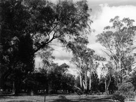 Stand of gum trees, Cadbury Factory