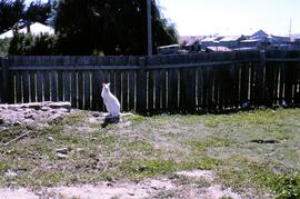 Albino wallaby in backyard