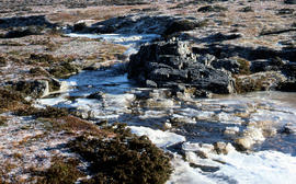 Creek on plateau above Cradle Mountain