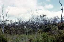 Coastal scrub at Brickmakers Bay 1965