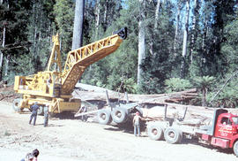 Loading a semi-trailer with logs in Florentine Valley