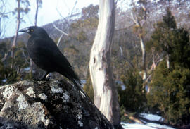 Black jay on a rock