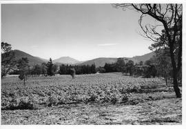 Cleared land with hills and pine trees