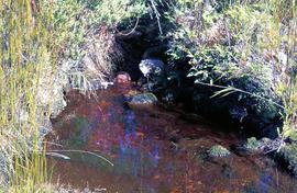 Small pond in heathland