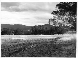 Cleared land and pine trees