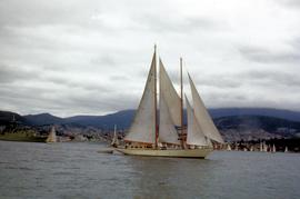 Astor in Derwent River