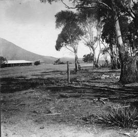 Gum Trees and Clearing