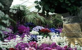 Pots of cineraria in bloom