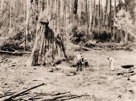 Big tree stump in bush clearing