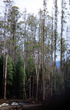 Rails in the forest