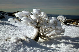 Ice on Lake Dobson