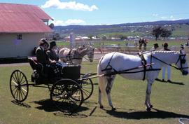 Carriage horses at Launceston Show 1972