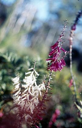 Flowers in bushland