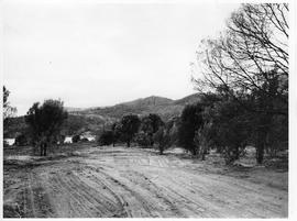 Clearing with trees