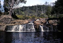 Pencil pine falls at Cradle Valley