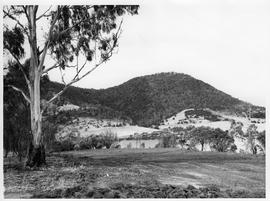 Clearing with gum tree