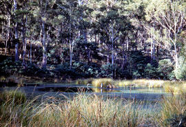 View from cliffs at Chauncy Vale