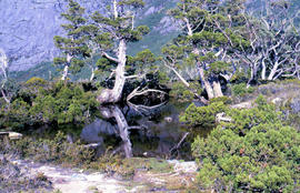 Trees reflected in Artists Pool