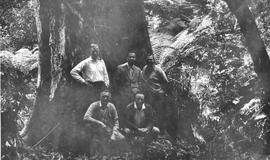 Men in front of Man ferns and a large tree