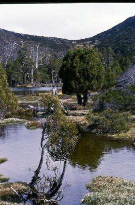 Pool of Bethesda