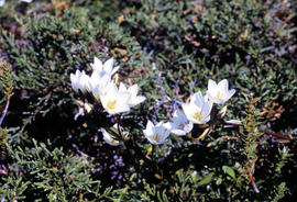 Wildflowers on Cathedral Mountain