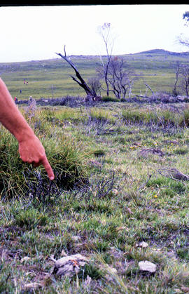 Pointing out a dead bird