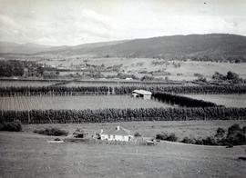 Hops growing