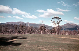 Open paddocks near Ben Lomond