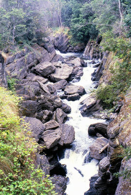 Whitewater in Leven Canyon