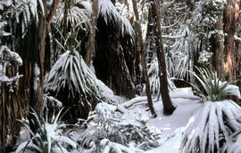 Snow on Pandani plants