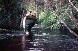 Walker crossing Sandfly Creek