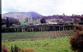 Hop kilns at Westerway