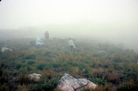 Walkers in fog