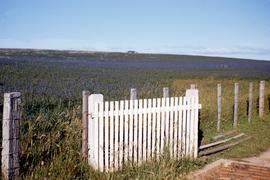 Paddock of lupins at Sassafras