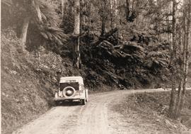 Car on winding bush road