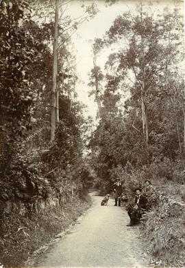 Walkers resting on track to Fern Tree