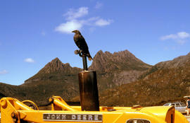 Black jay perches on dozer at Cradle Mountain