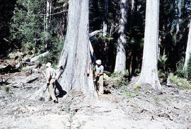 Tree felling in Florentine Valley