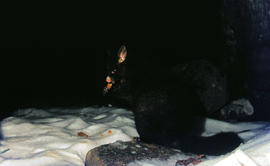 Possum in snow at Lake Dobson