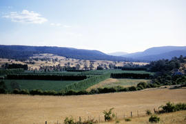 Hop fields at Glenora