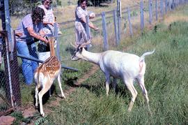 Deer being fed at Thorpe Farm, Bothwell