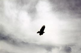 Eagle in flight