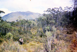 Bushwalking near Sandfly Creek