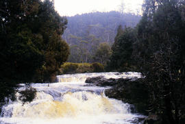 Pencil Pines near Dixons Kingdom