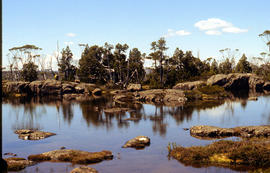 Tarn and Pencil Pines near Mountains of Jupiter