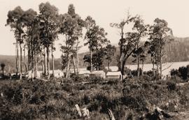 Bush camp beside lake