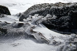 Ice formation on bush