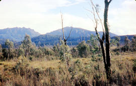 The Druids near Huon River crossing