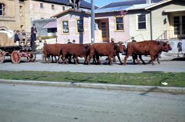 Bullock team in Dunn Street, Hobart, 1952