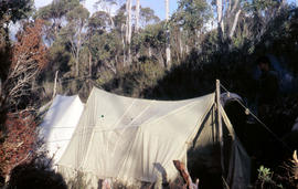 Bushwalking near Gordon River